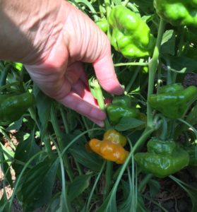 Scotch Bonnet peppers are really hot!
