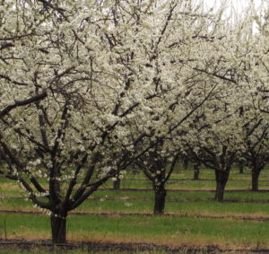 Water deciduous fruit trees only when their flowers, fruits, and leaves are present