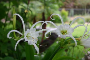 spidery white flowers of spider lily