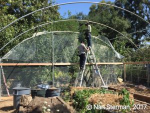 Wire mesh attaches to the metal ribs of the hoop house