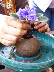 Wash soil off the roots, then slowly and gently twist the plant so the roots ease their way into the planting hole.