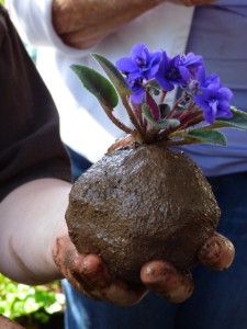 The African violet is firmly in the ball of soil