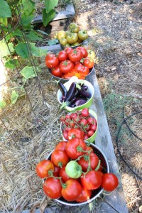 One afternoon's tomato harvest in Nan's garden.   