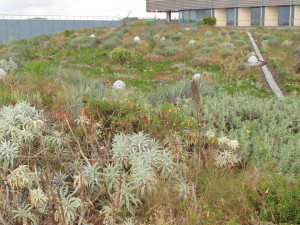 Native plants in bloom on the green roof of Palomar Medical Center