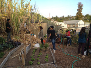 Student interns at the garden at Crawford High School in San Diego.  