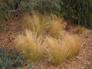Though Mexican needlegrass, Nasella tenuissima, is beautiful, it is a nasty invasive plant that overruns native plants and eliminates habitat for native animals