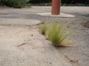 Mexican needlegrass' blonde seed heads release thousands of seeds, many of which end up in cracks and crevices where they aren't wanted.  After a short time, this grass becomes a maintenance nightmare.