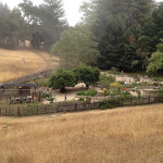 The beautiful vegetable garden at the Post Ranch Inn sits in a mist filled valley.  
