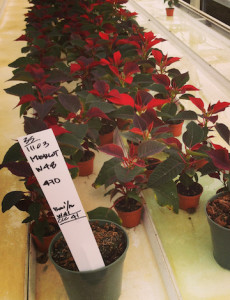 Breeders constantly work on developing new varieties of poinsettias, new colors, new sizes, new flower shapes.