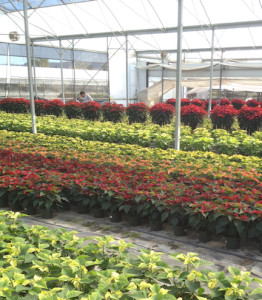 A rainbow of poinsettias await being shipped to gardens, nurseries, and resorts across California