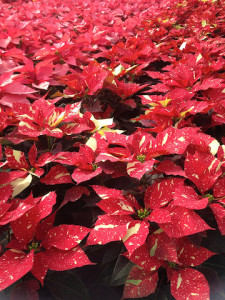 Poinsettias offer an amazing variation in flower size, shape, and color, including this speckled poinsettia grown by Armstrong Growers.