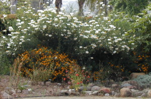 Matilija poppies are not for small gardens.  Their massive spread is suited for slopes and large spaces. Three one-gallon matilija poppy plants quickly grew into this glorious mass  in Nan Sterman's garden. © Nan Sterman, 2001