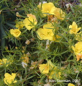Yellow flowering Calylophus drummondii