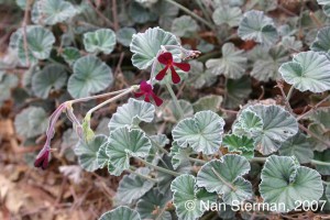 Pelargonium sidoides, South African Geranium has heart shaped blue green leaves and pink-claret flowers
