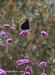 Butterflies love the flowers of tall verbena, Verbena bonariensis