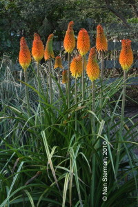 Red hot poker, Kniphofia 'Christmas Cheer' is a perennial with poker shaped flowers in orange and yellow.