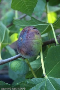 'Nan's Passion' is a big, flat bottomed fig that ripens in late August