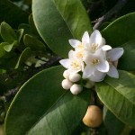 Citrus' small white flowers are intensely fragrant.