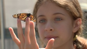 The Butterfly Farm is where children and adults learn about monarchs and other butterflies