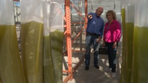 Dr. Stephen Mayfield shows me experimental algae projects at UCSD.
