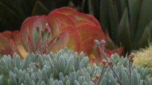 Succulent plants add brilliant color and texture to the waterwise garden