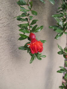 The swelling at the base of the pomegranate flower is the beginning of a pomegranate fruit.