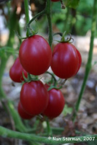 Una Hartsock is a larger grape tomato that grows on an indeterminate tomato plant and ripens mid season. It is great for salads and eating fresh. 
