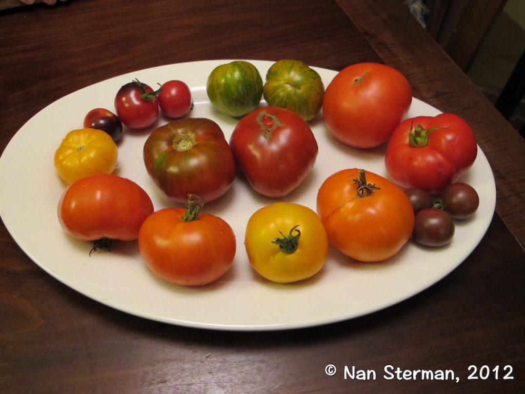 Here's a small sampling of the wide variety of tomatoes you can grow in your vegetable garden. 