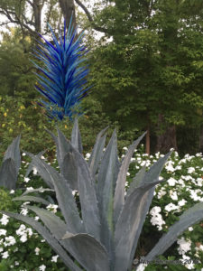 Blue agaves and blue glass Yucca at the Atlanta Botanical Garden, gardens