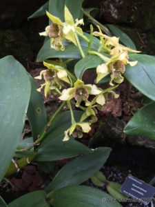 Fuqua Orchid Collection's gorgeous blooms. A star in the gardens.