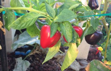 Peppers turn from green to color when they ripen