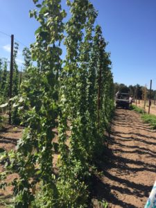 Hops growing at Star B Ranch and Hops Farm, San Diego's largest hops grower