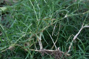 Stolons make Bermuda grass a challenge to remove