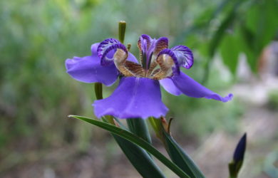 Violet blue Neomarica caerulea