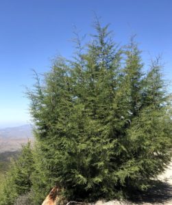 Grow this Tecate cypress in your garden