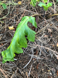 Drooping Acanthus leaves