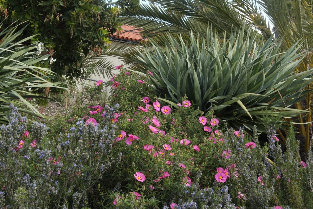 Rockrose and rosemary in a color filled garden
