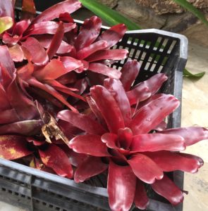Cuttings of Neoregelia 'Fireball' are ready to be shared