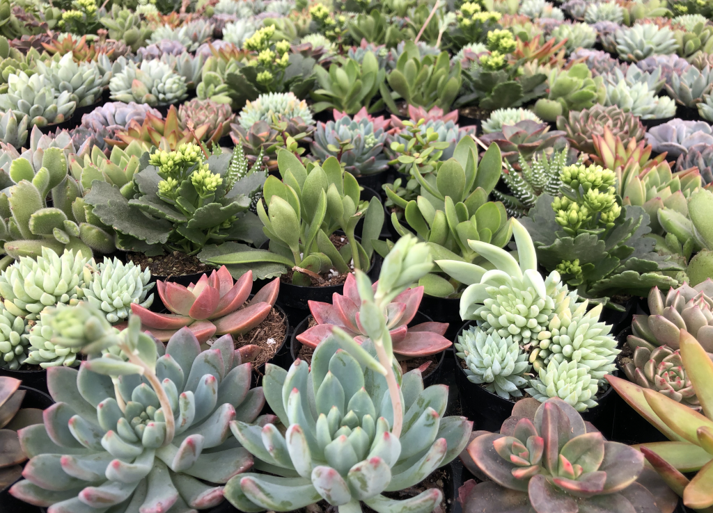 succulents at Oasis